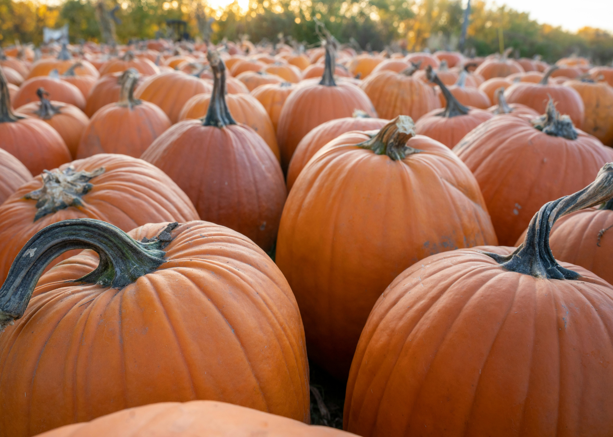 Pumpkins in a pumpkin patch